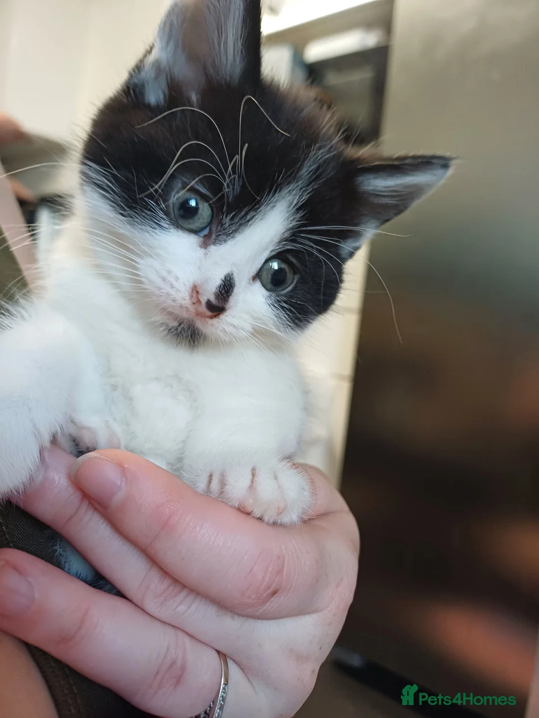 Mixed Breed cats for sale: White kittens  in Ipswich - Advert 2