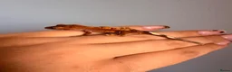 Gecko reptiles for sale: Baby crested gecko’s  - Advert 6
