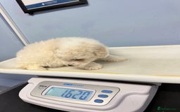 Bichon Frise dogs for sale: 🐶 Bichon Puppies – looking for loving Homes  - Image 10