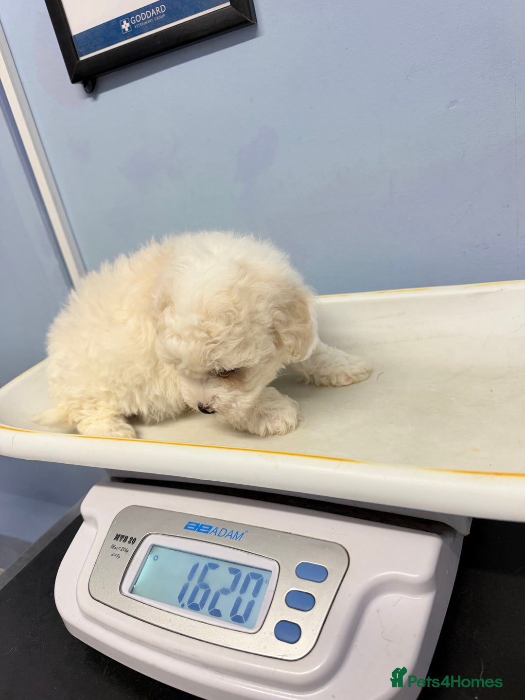 Bichon Frise dogs for sale: 🐶 Bichon Puppies – looking for loving Homes  - Image 10