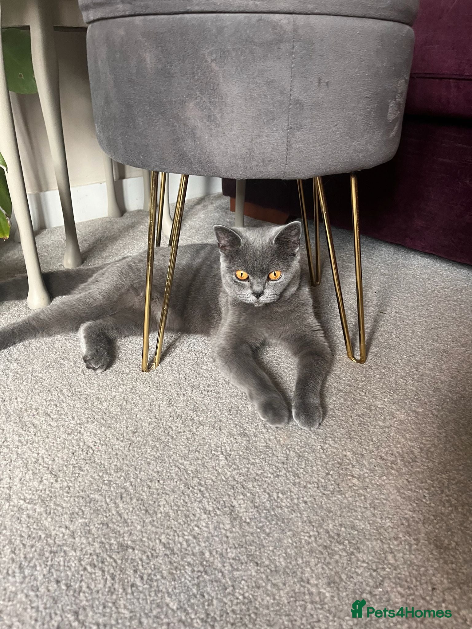 British Shorthair cats Female British short hair 1.2 years old grey/blue - Advert 4
