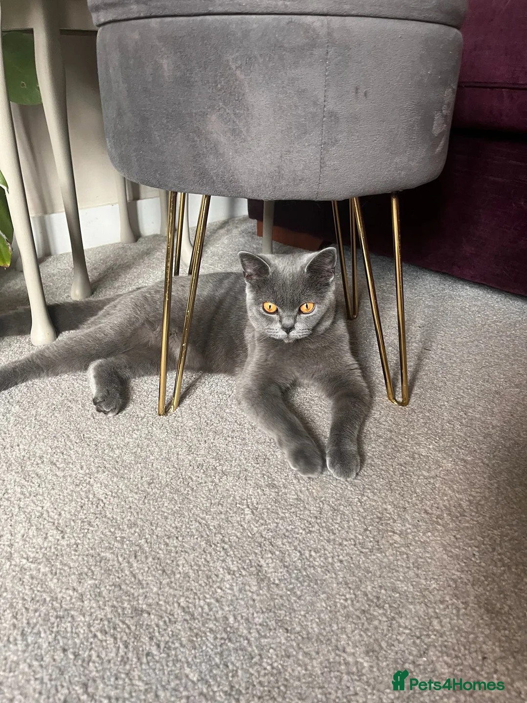 British Shorthair cats for sale: Female British short hair 1.2 years old grey/blue in Hinckley - Advert 1