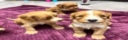 Cockapoo dogs for sale: Beautiful cockapoos in Axbridge - Advert 13