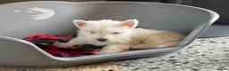 West Highland Terrier dogs for sale: Beautiful Westie’s for sale  - Advert 11
