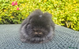 Angora rabbits for sale: 😍Large Angora babies- parents imported from 🇫🇷  - Image 13