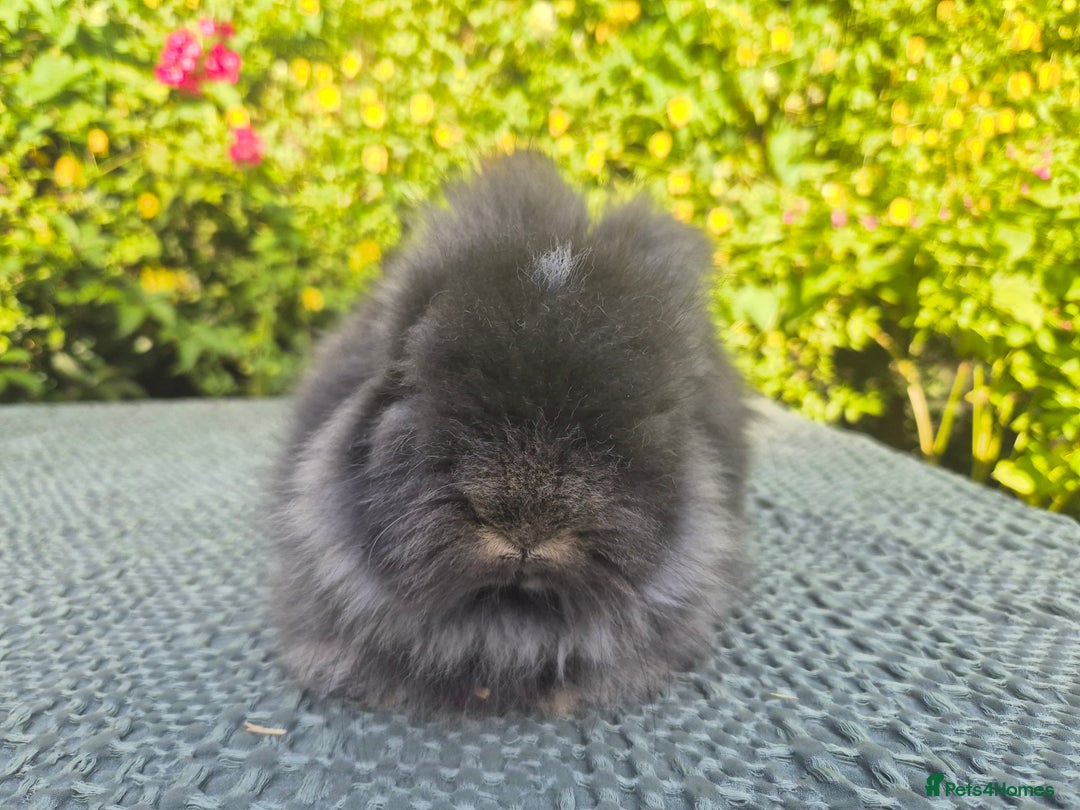 Angora rabbits for sale: 😍Large Angora babies- parents imported from 🇫🇷  - Image 13