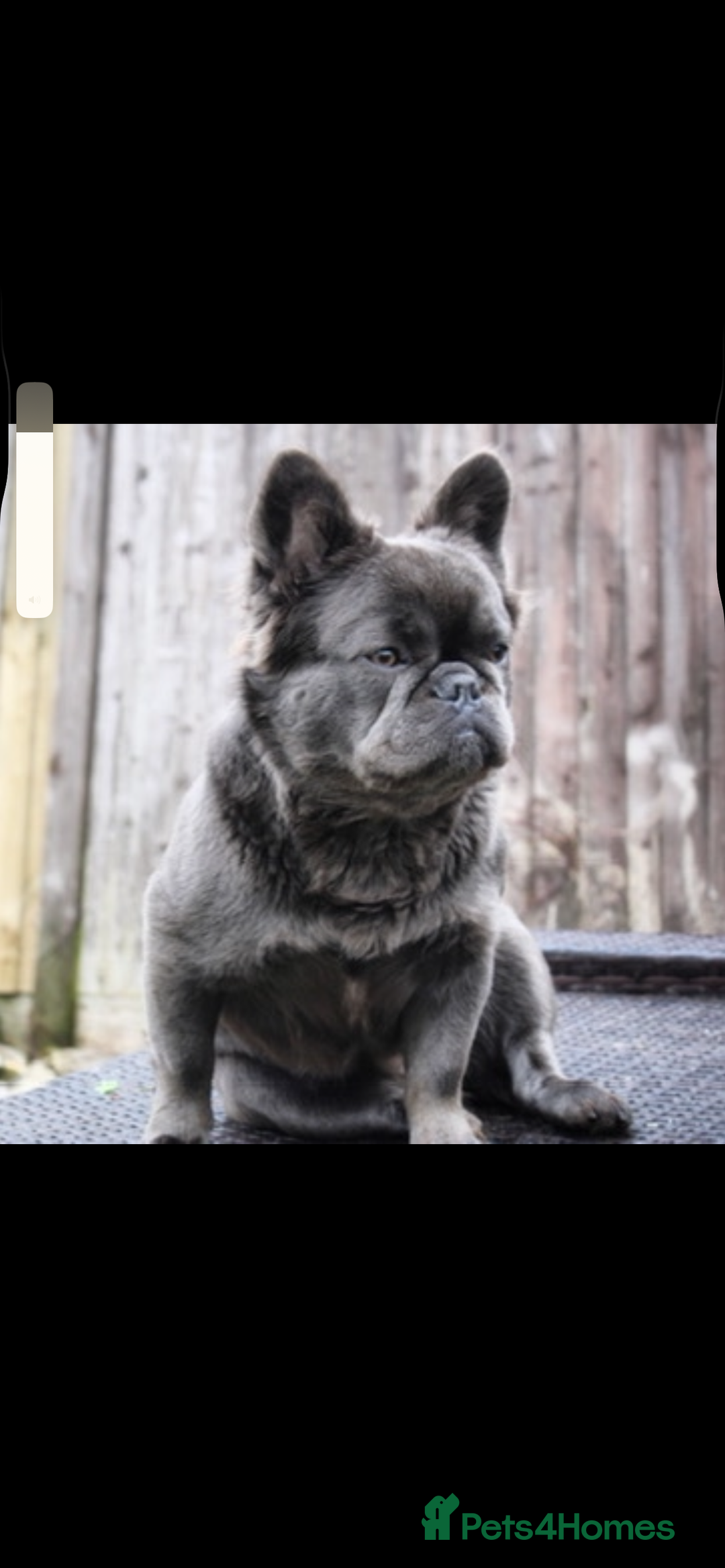 French Bulldog dogs for sale: Fluffy French bulldog puppies health clear  - Advert 8