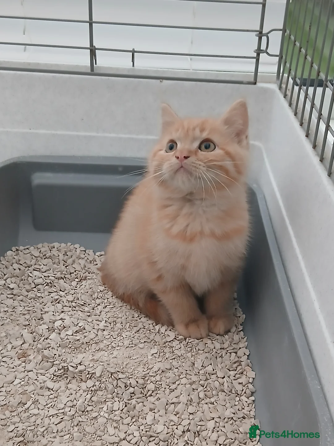 British Longhair cats for sale: British short-hair xxx - Advert 9