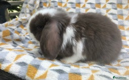 Mini Lop rabbits for sale: Beautiful mini lops for sale  - Image 4