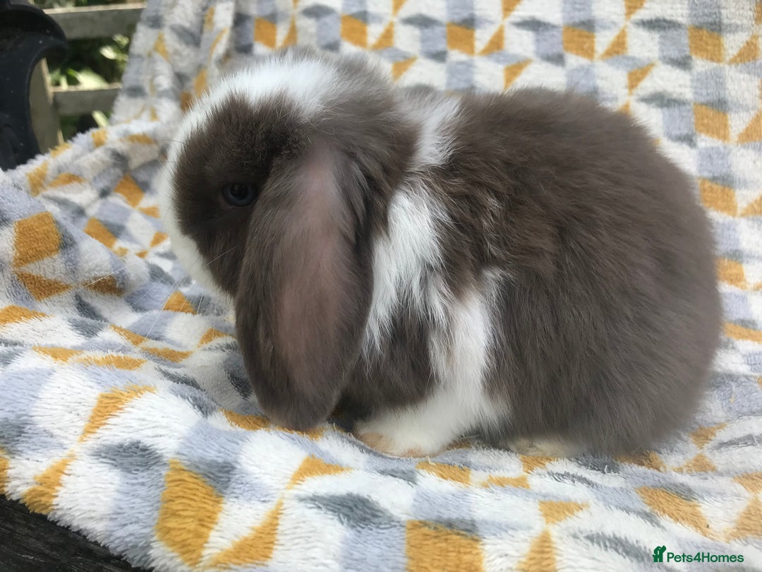 Mini Lop rabbits for sale: Beautiful mini lops for sale  - Image 4