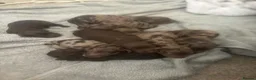 Cockapoo dogs for sale: Gorgeous Cockapoos from health-tested parents. - Advert 3