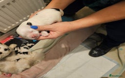 Mi-Ki dogs for sale: Mi-ki beautiful puppies arrived  - Image 11