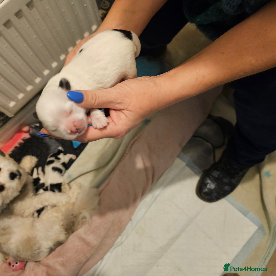 Mi-Ki dogs for sale: Mi-ki beautiful puppies arrived  - Image 11