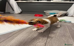 Jack Russell dogs for sale: Jack Russell pup - Image 6