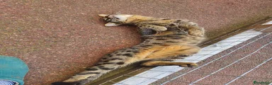 Savannah Kitten 1