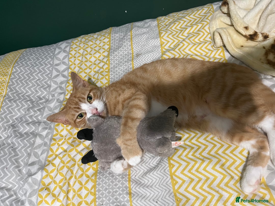 British Shorthair cats for sale: 4 year old ginger girl - Image 5