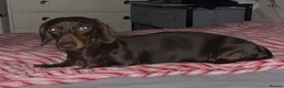 Miniature Dachshund dogs for sale: Miniature Dachshund  - Advert 5