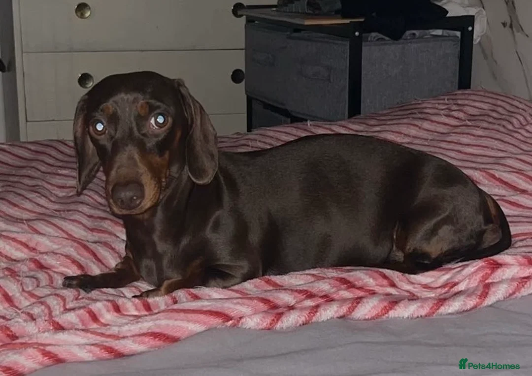 Miniature Dachshund dogs for sale: Miniature Dachshund  - Advert 5