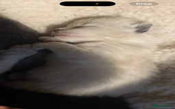 Ragdoll cats for sale: Ragdoll cross Siamese kittens  - Image 6