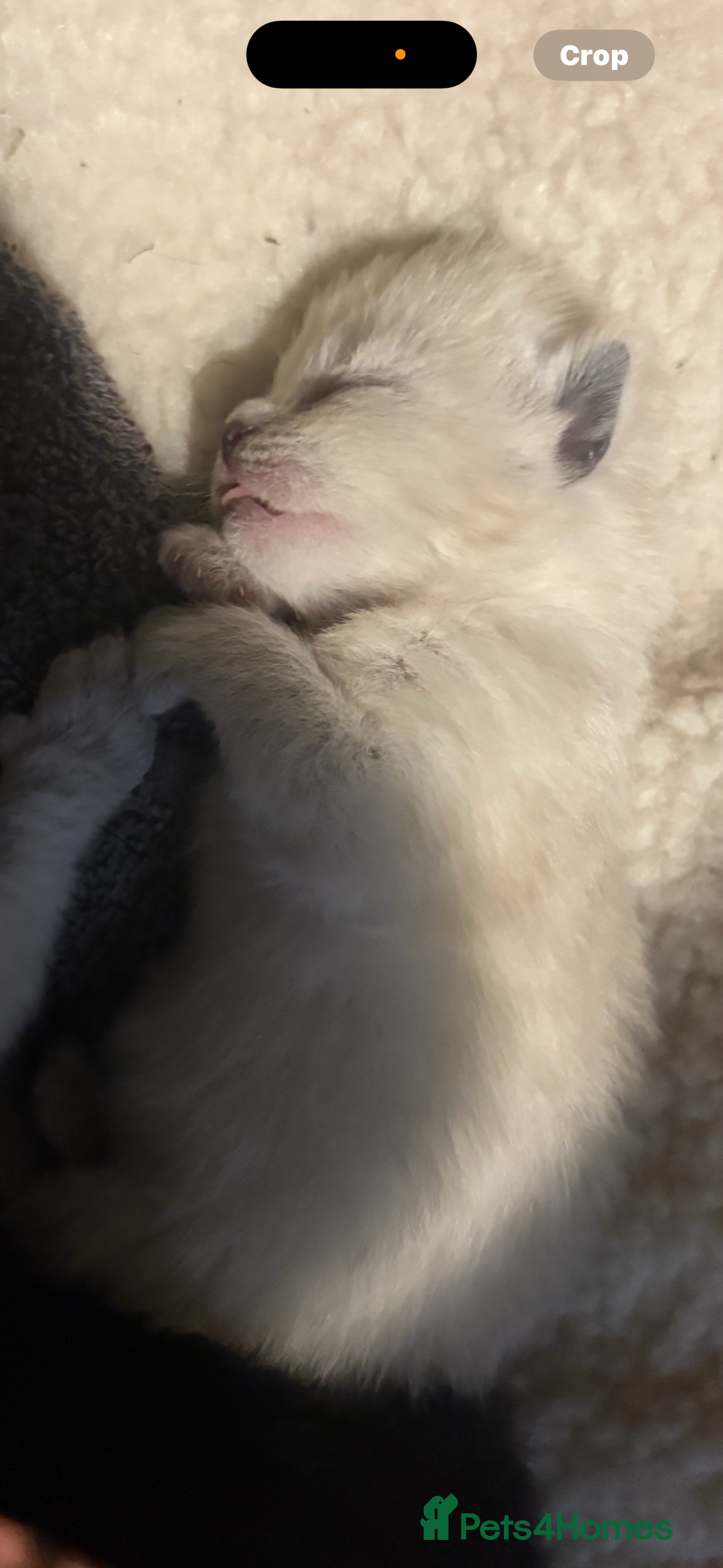 Ragdoll cats for sale: Ragdoll cross Siamese kittens  - Image 6