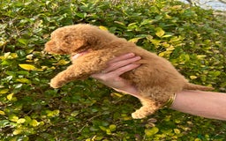 Miniature Poodle dogs for sale: Miniature poodles - Image 5