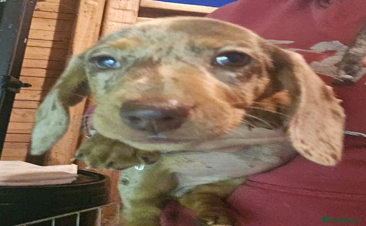 Miniature Dachshund dogs - Advert 6