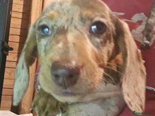 Miniature Dachshund dogs - Advert 14