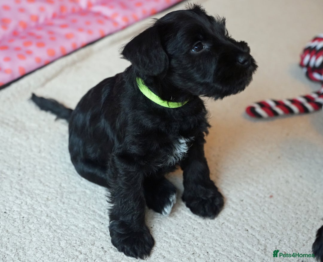 Miniature Schnauzer dogs for sale: KC registered Miniature Schnauzers lovingly reared - Image 6