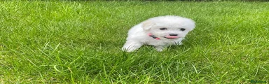 Bichon Frise 1