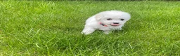 Bichon Frise dogs for sale: Charming Litter of Bichon Frise Puppies in Coventry - Advert 3