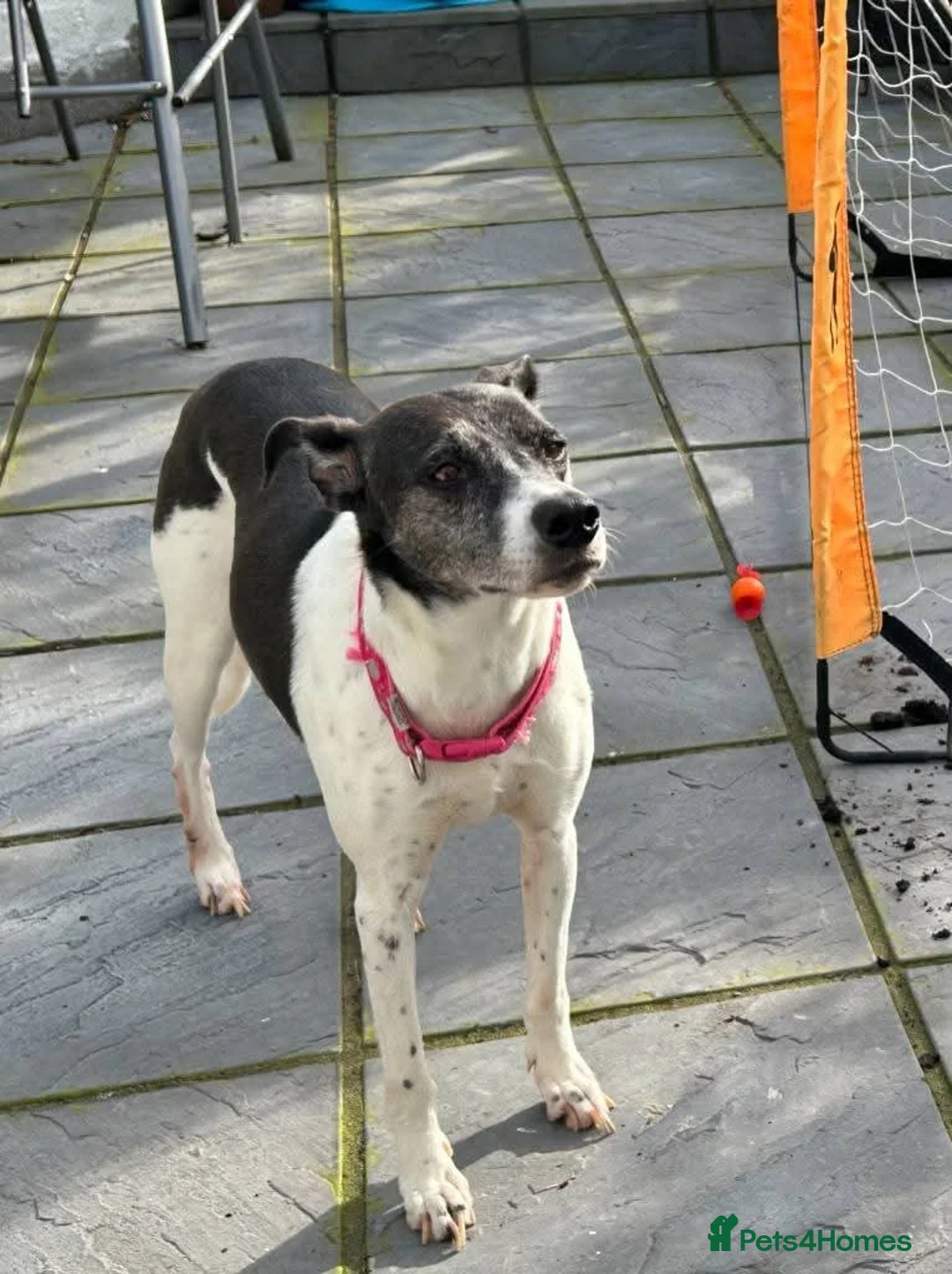 Mixed Breed dogs for adoption: Meet Fred& Wilma, currently residing in Essex  in Saffron Walden - Advert 3