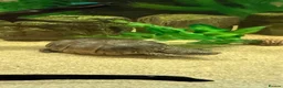 Turtle reptiles for sale: 2 musk turtles  in Camberley - Advert 2