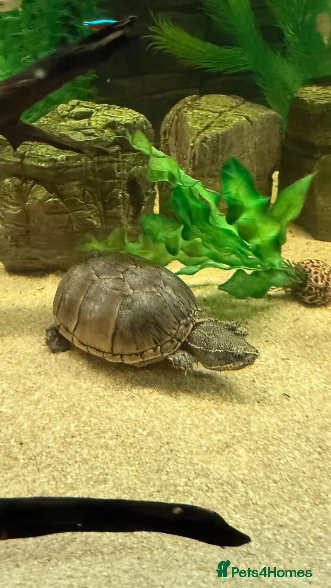 Turtle reptiles for sale: 2 musk turtles  in Camberley - Advert 2