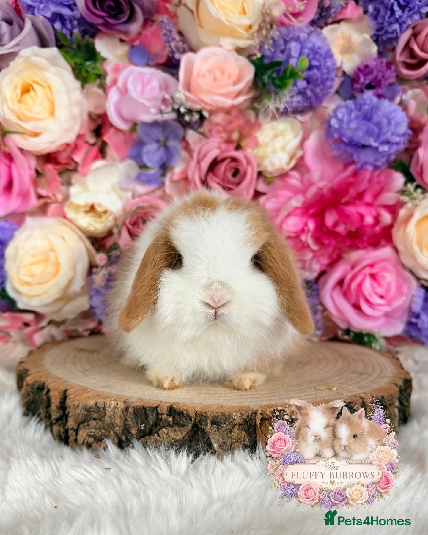 Mini Lop rabbits 🌸 VACCINATED MINI LOPS 🌸 xxx - Advert 9