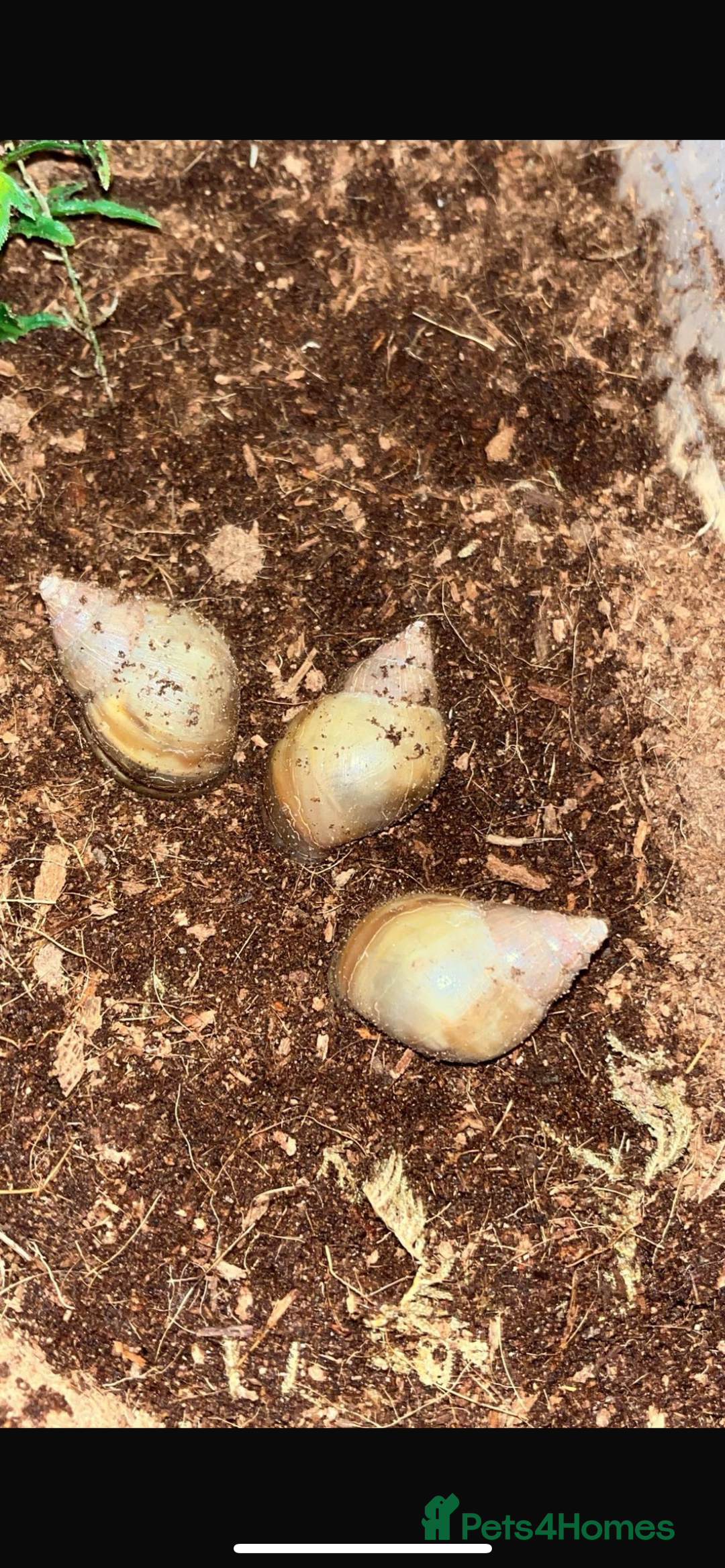 Mixed Breed invertebrates for sale: Mixed bugs for sale - Advert 6