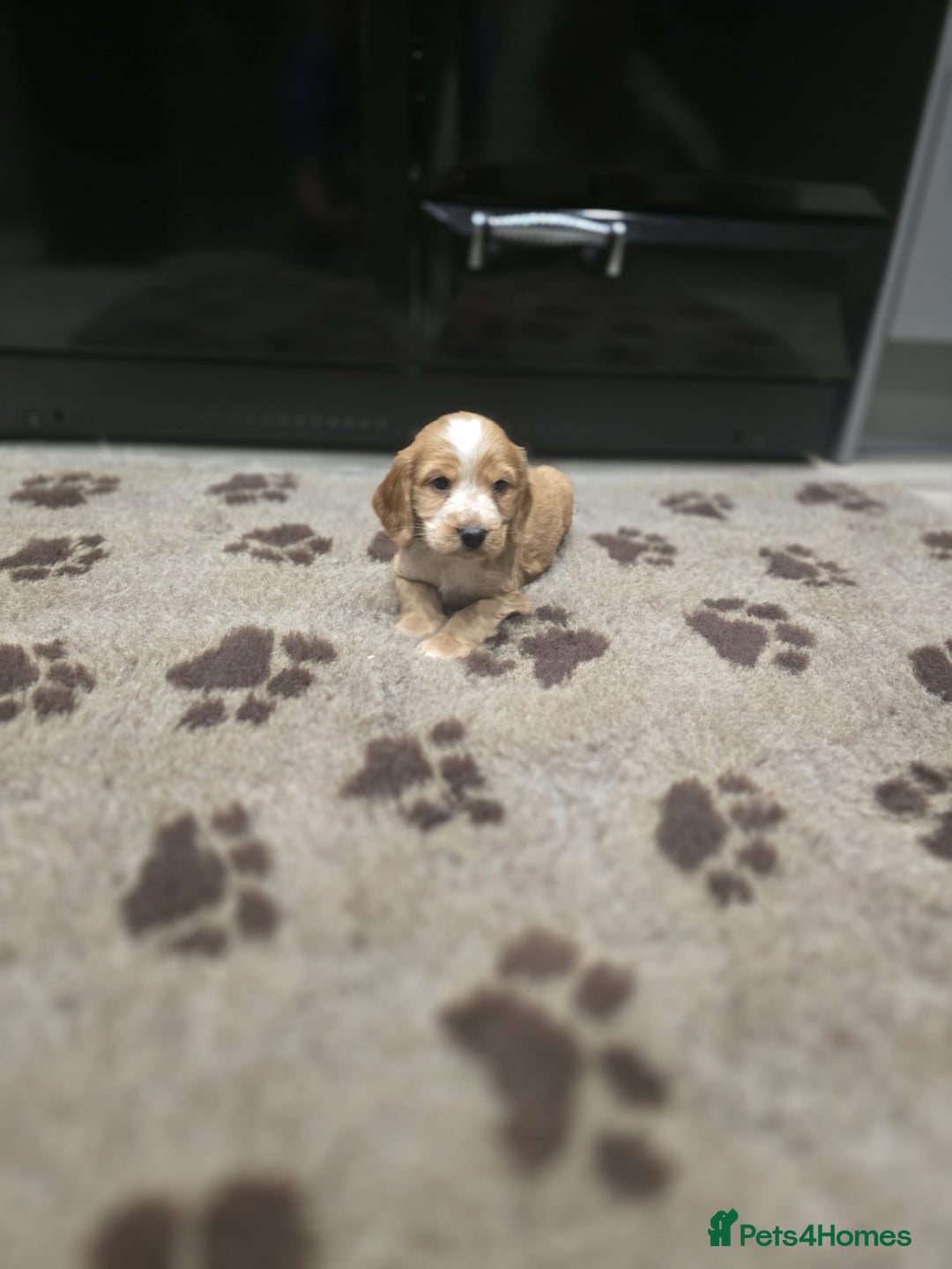 Cocker Spaniel dogs for sale: Show Cocker Spaniel  - Image 19