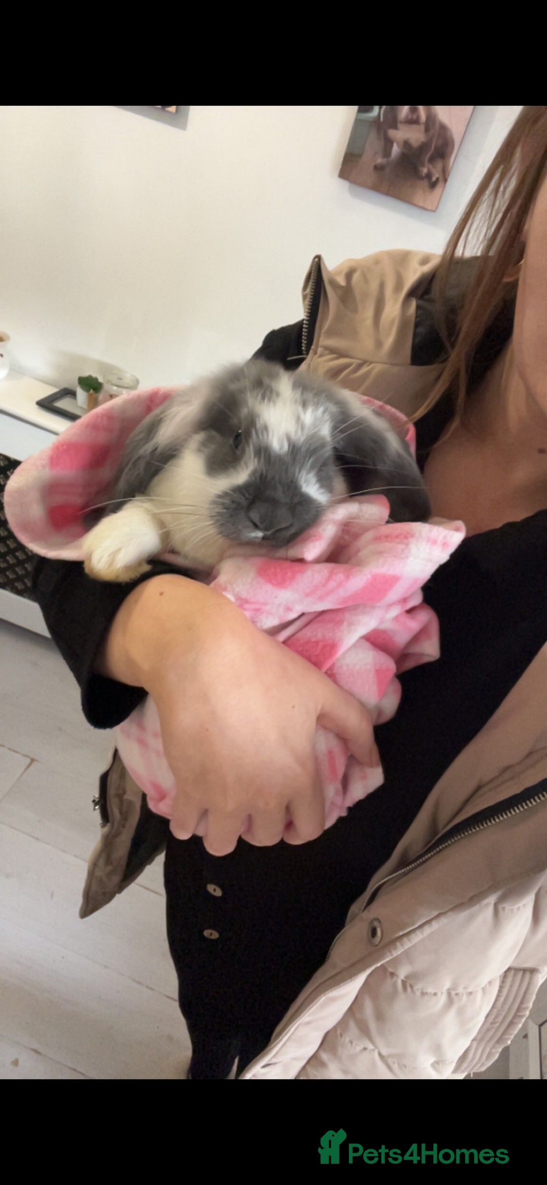 French Lop rabbits for sale: Giant French lop rabbits  - Image 12