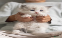 Ragdoll cats for sale: Best Ragdoll Bicolour and Lynx kittens in UK - Image 9