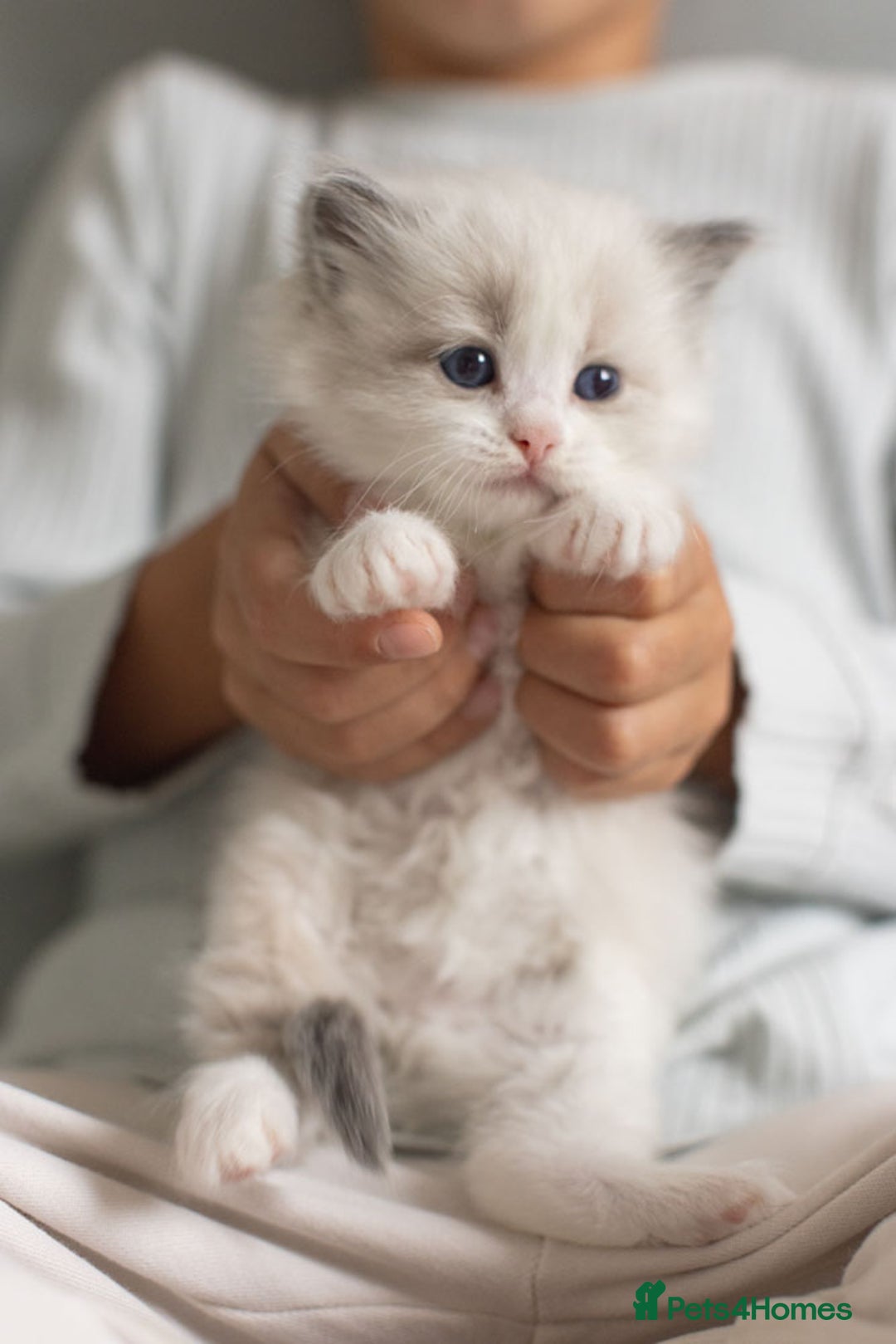 Ragdoll cats for sale: Best Ragdoll Bicolour and Lynx kittens in UK - Image 9