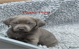 Labrador Retriever dogs for sale: Gorgeous KC Silver & Charcoal Labs - Image 30