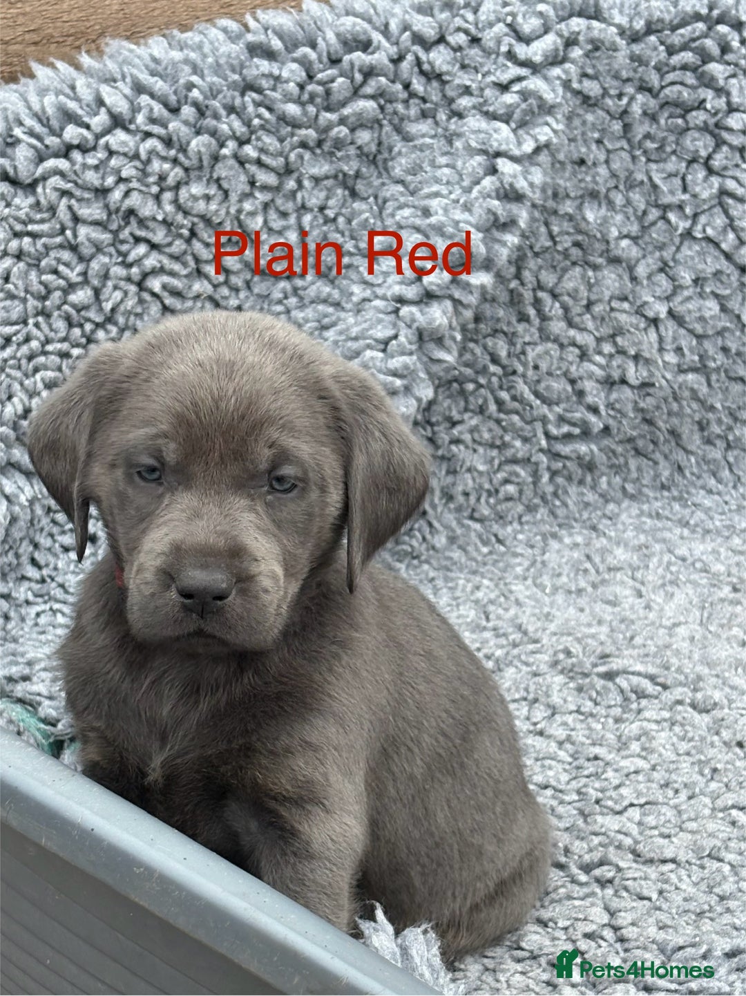 Labrador Retriever dogs for sale: Gorgeous KC Silver & Charcoal Labs - Image 30