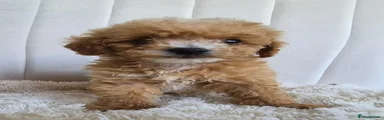Cavapoo 4