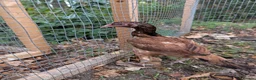 Chickens poultry for sale: Aseel females for sale  - Advert 3