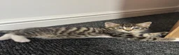 Mixed Breed cats for sale: Lovely Kitten Looking for a Loving Home - Advert 3