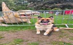 Mixed Breed dogs for sale: Beautiful sheprador puppies  - Advert 2