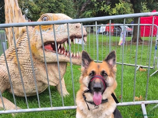 Mixed Breed dogs - Advert 2