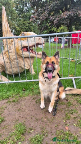 Mixed Breed dogs - Advert 1