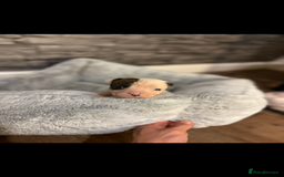 American Bulldog dogs for sale: American bulldog - Image 17