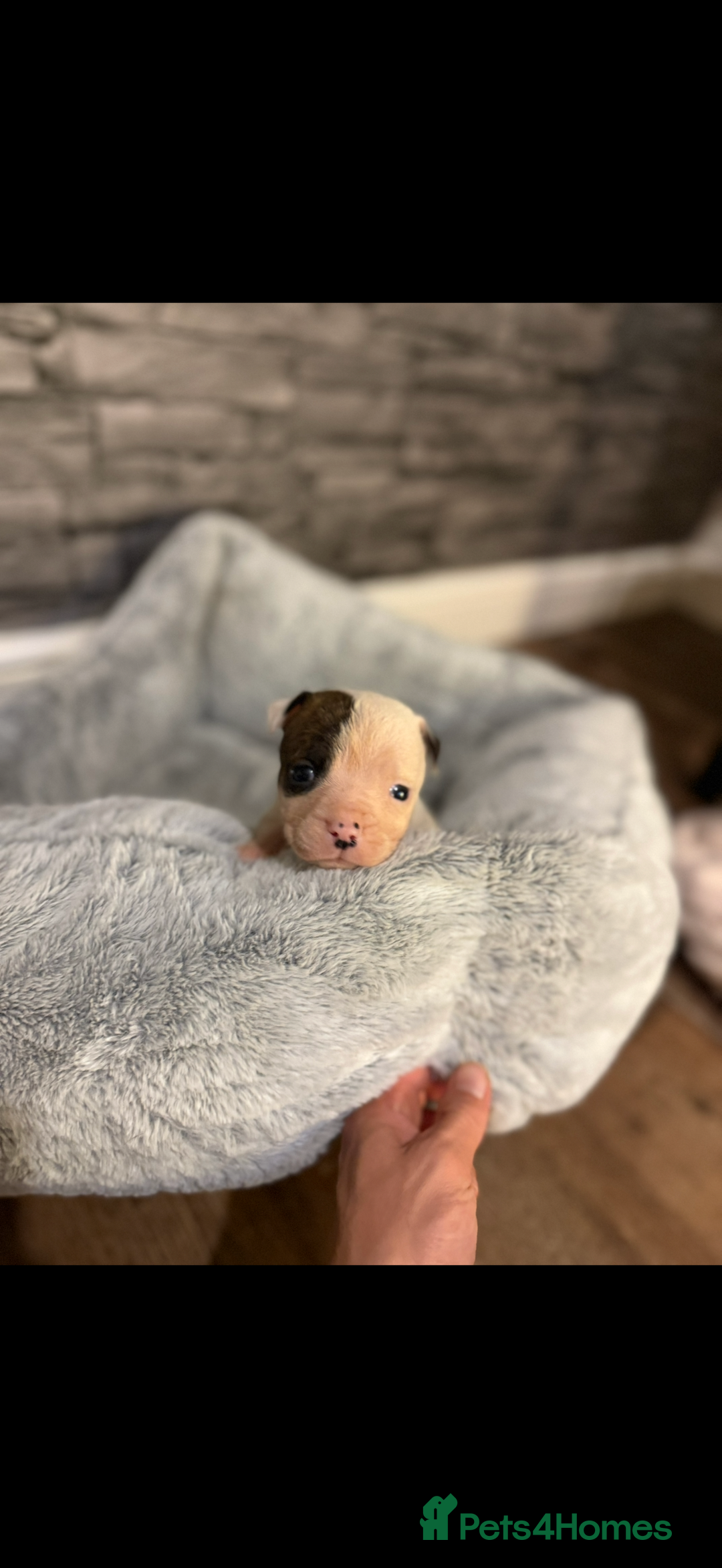 American Bulldog dogs for sale: American bulldog - Image 17