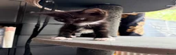 Mixed Breed cats for sale: Mixed Persian boy - Advert 2